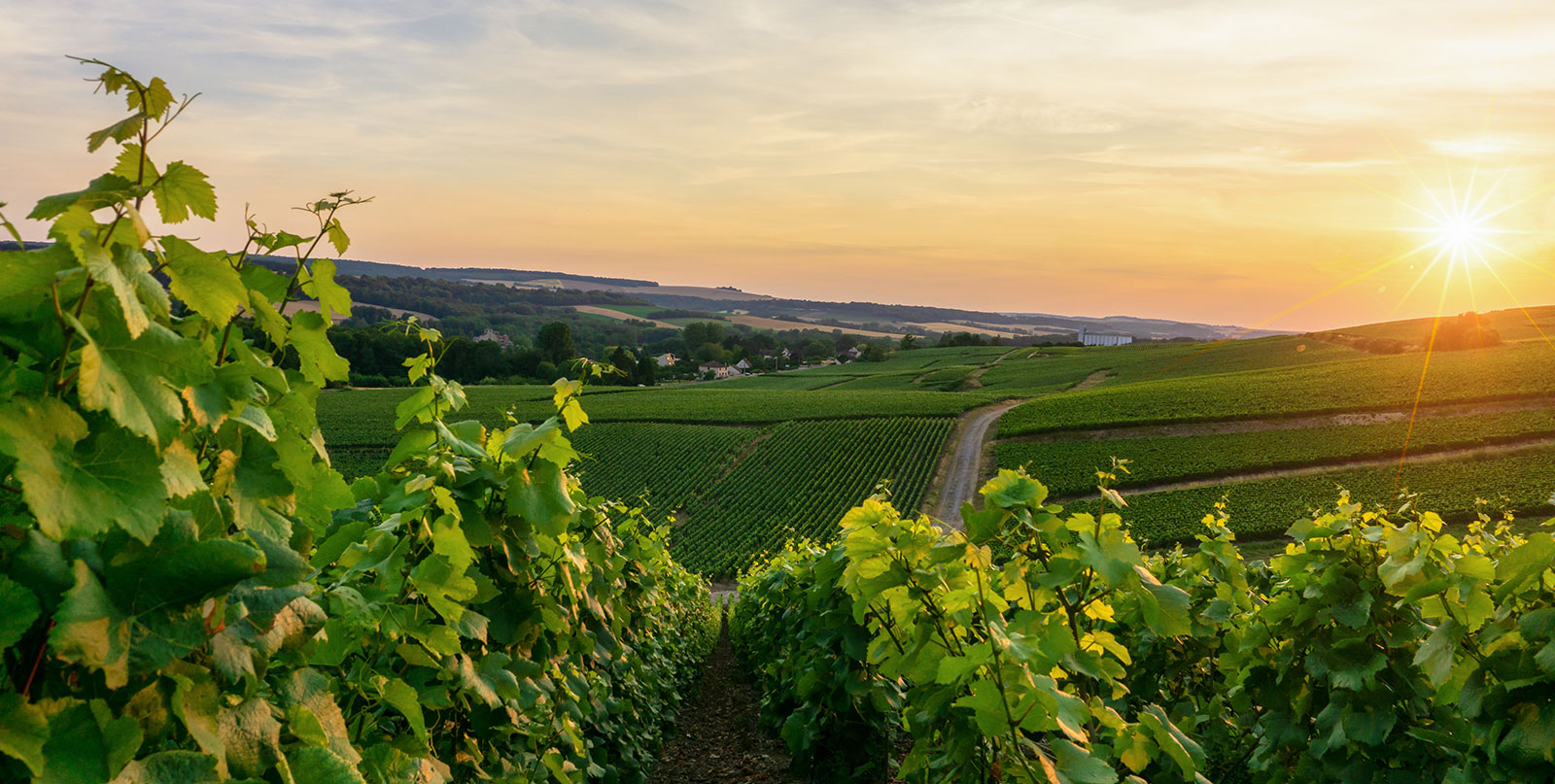Champagne vineyards of Reims - Day trip from Paris with affordable private shuttle service