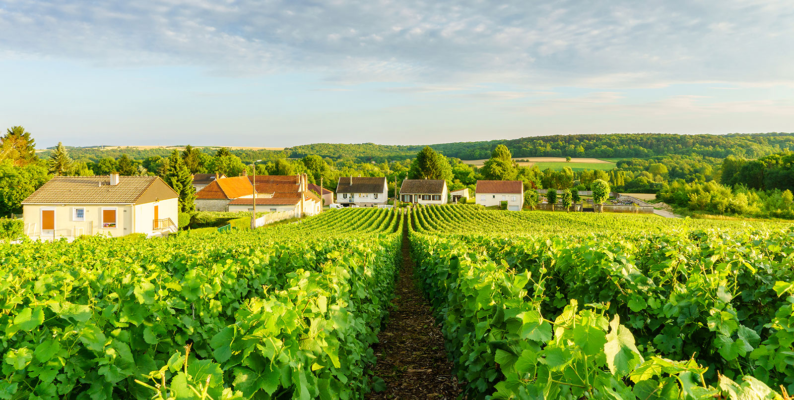 Champagne tasting in Reims cellars - Door-to-door Paris to Champagne region transportation service