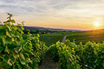 Thumbnail: Reims Champagne vineyards - Private day tour from Paris with affordable fixed prices