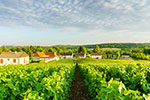 Thumbnail: Champagne tasting experience - Paris to Reims transportation with 24/7 hotline service