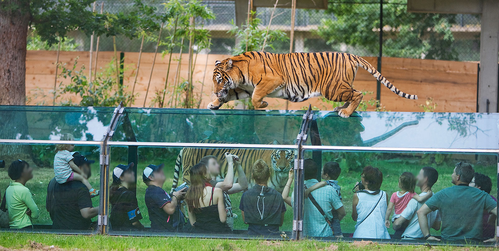 Thoiry Zoo private transfer service from Paris airports with Easy Go Shuttle luxury vehicle