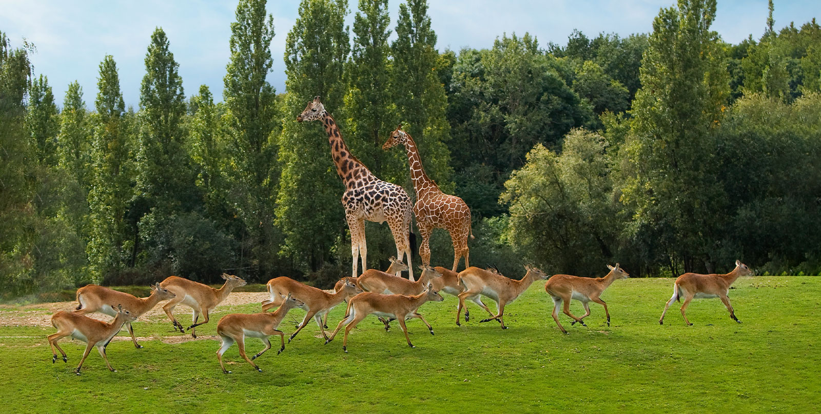 Safari experience at Thoiry Zoo with convenient door-to-door shuttle transfer from Paris