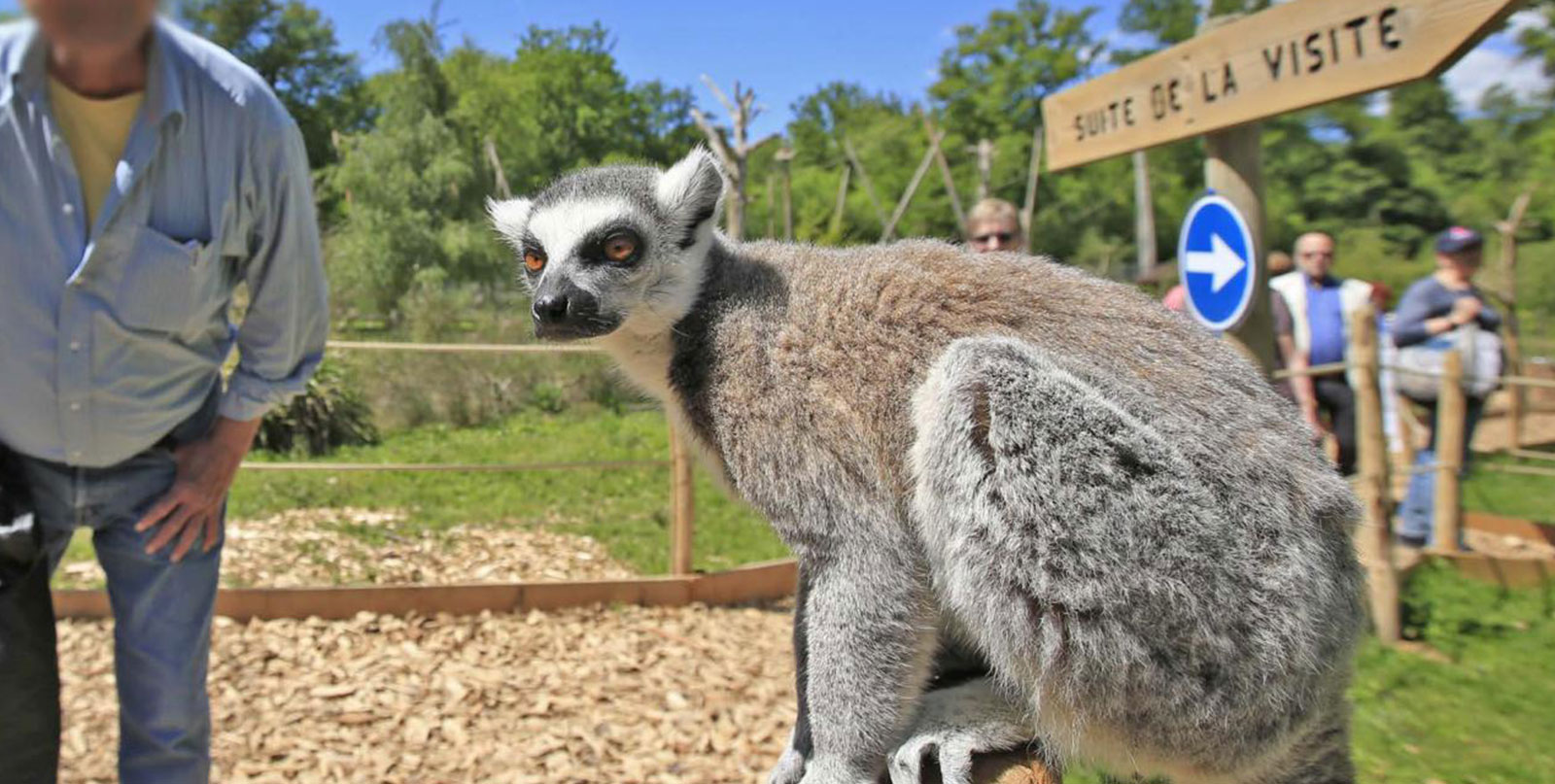 Wildlife viewing at Thoiry Zoo safari park with affordable private transport from Paris