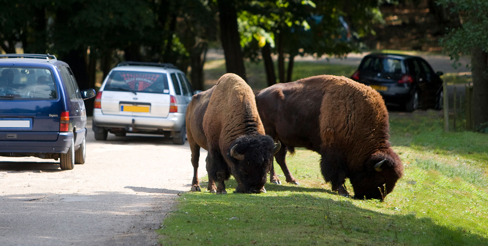 Exotic animals at Thoiry Zoo accessible via Easy Go Shuttle private car service from Paris