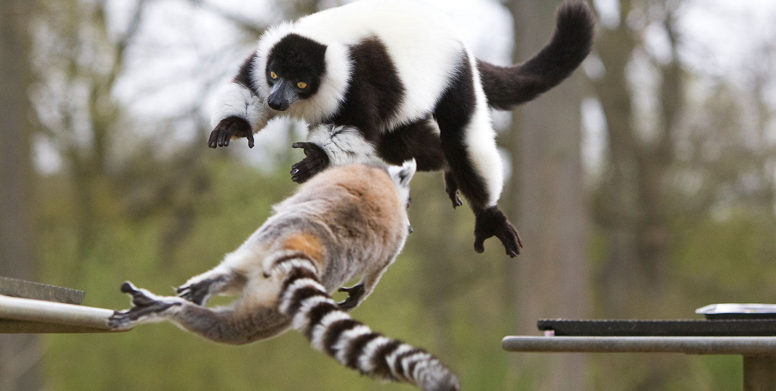 Luxury fleet vehicles for comfortable Thoiry Zoo transfers from Charles de Gaulle Airport