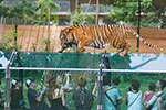 Thumbnail: Paris airport to Thoiry Zoo private transfer service by Easy Go Shuttle