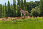 Thumbnail: Safari adventure at Thoiry Zoo with reliable Paris shuttle service