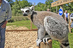 Thumbnail: Wildlife expedition at Thoiry Zoo with door-to-door Paris transfer