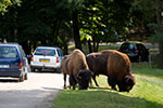 Thumbnail: Exotic animals at Thoiry with affordable private transportation from Paris
