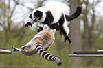 Thumbnail: Premium fleet for Thoiry Zoo airport transfers with no waiting charges