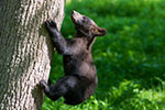 Thumbnail: Direct Paris to Thoiry Zoo transport with fixed-price guarantee