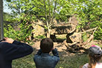 Thumbnail: Professional chauffeur for Thoiry Zoo day trips from central Paris